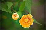 small yellow roses on a background of green leaves