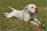 portrait of american bulldog laid down in the grass