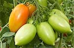 Bunch with elongated green and red tomatoes growing in the greenhouse