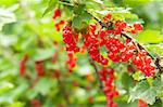 redcurrant on the bush, outdoors