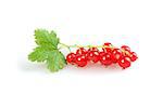 redcurrant isolated on white