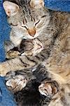 cat with newborn babies kittens sleeping together