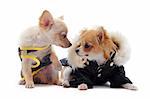 two puppies chihuahua dressed in front of white background