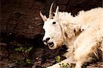A nanny Rocky mountain goat (oreamnos americanus) in profile looks alarmed but is only burping. Sometimes called the Rocky Mountain ghost, this large-hoofed mammal found only in North America lives at high elevations and is often seen on rock ledges that predators cannot reach.