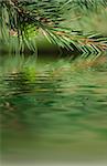 Pine branches and cone reflecting in the water. Forest close up background