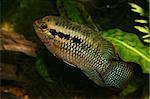 Red dots cichlid (Laetacara dorsigera) - Male