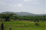 Banana plantation in the Dominican Republic