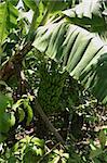 Banana tree on a plantation in the Dominican Republic