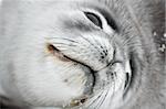 Close up of baby seal resting. Antarctica