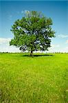 Vertical landscape - a field with a single oak