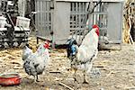 white hen and cockerel in rustic farm yard outdoors