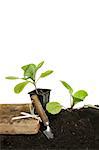 Planting seedling vegetable plants into soil with a garden trowel against a white background