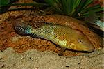 Redhead cichlid (Geophagus steindachneri) - Male