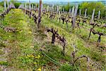 old vineyard in rural Serbia at spring