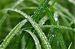 Macro image of multiple small waterdrops on green grass after the rain. Shallow depth of field.