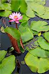 tropical water lillies with pink flower in pond at temple of the big buddha in pattaya thailand