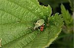 Weevil (Curculio) on a leaf