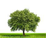 Isolated tree against a white background