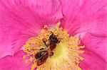 Wild bees in food intake in a flower