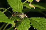 Common Scorpionfly (Panorpa communis) - female on a leaf