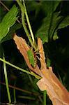 Green shield bug (Palomena prasina) on a plant