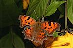 Comma (Polygonia c-album) on a flower