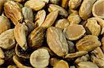 almond nuts par excellence ...