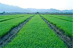 Green grass of rice field