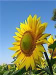 the beautiful sunflower