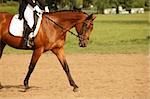 A picture of an equestrian on a sorrel horse in motion over natural background