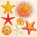 Starfish and sea urchins collection on sand background. Vector illustration.