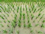 rice field