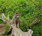 Scottish Wildcat on log