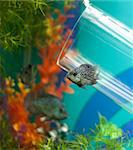 Small grey fish underwater near glass pipe