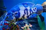 Big blue fish in aqurium. Underwater