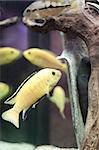 Fishes and shovel in water. Aquarium