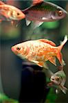 Golden fish in fishtank