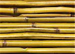 beautiful Japanese bamboo background for your web