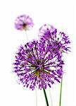 Beautiful Allium / abstract vertical composition on white background