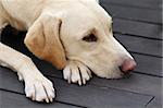 A sad looking labrador retriever dog lying on a wooden garden terrace floor