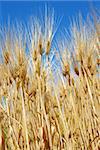 yellow wheat filed over blue sky background