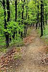 scenic path between green trees in forest