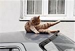 cool cat lying on car roof licking itself