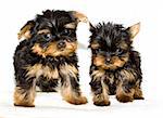 Yorkshire Terrier puppy on the white background