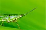 green grasshopper in green nature or in garden