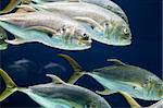 Closeup of a school of Crevalle jack fish