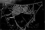 a picture of beautiful spider web in nature