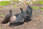 Black Vulture (Coragyps atratus) with wings spread wide in the Everglades National Park of Florida.