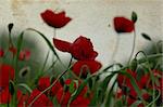 Poppy flowers springtime background on stained vintage paper.