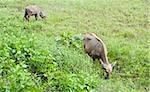 Buffalo in Thailand